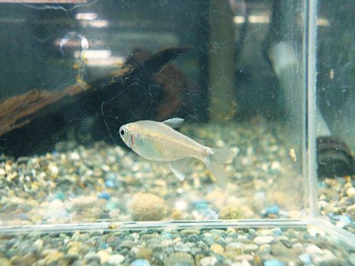 ハイフェソブリコンＳｐ．バイアブラック