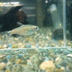 ハイフェソブリコンＳｐ．バイアブラック３匹セット　２０２５年１０月３日入荷