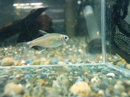 ハイフェソブリコンＳｐ．バイアブラック３匹セット　２０２５年１０月３日入荷