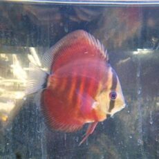 サンメラーディスカス②　２０２５年９月２９日入荷