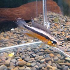 アピスト　エリザベサエ　スーパーレッド　ペア　２０２５年１０月３０日入荷