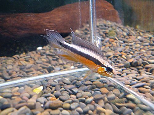 アピスト エリザベサエ スーパーレッド ペア 2025年10月30日入荷 エリザベサエ