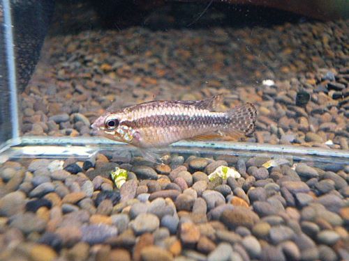 アピスト エリザベサエ スーパーレッド ペア 2025年10月30日入荷 エリザベサエ