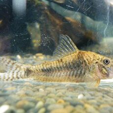 コリドラス　エリザエ　２０２５年１０月２５日入荷