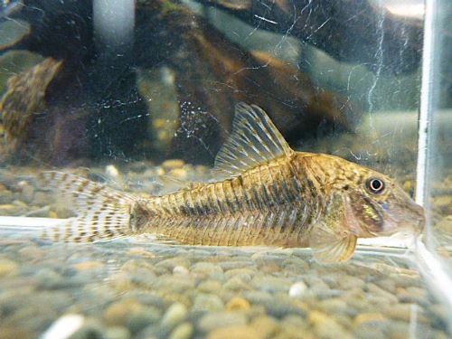 コリドラス　エリザエ　２０２５年１０月２５日入荷