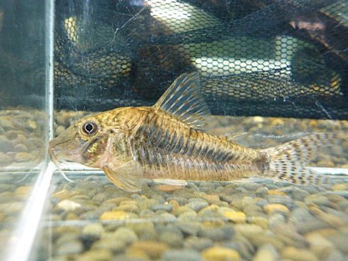 コリドラス　エリザエ