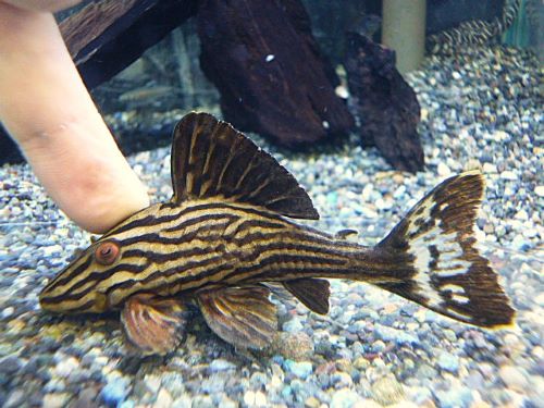 プラチナロイヤルプレコ