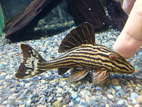 プラチナロイヤルプレコ約９～１０ｃｍ①　２０２５年１０月７日入荷