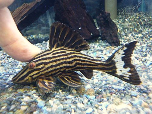 プラチナロイヤルプレコ