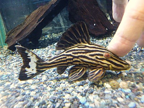 プラチナロイヤルプレコ約９～１０ｃｍ②　２０２５年１０月７日入荷