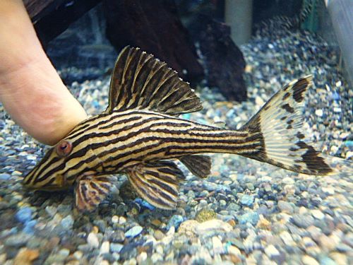 プラチナロイヤルプレコ約９～１０ｃｍ③　２０２５年１０月７日入荷