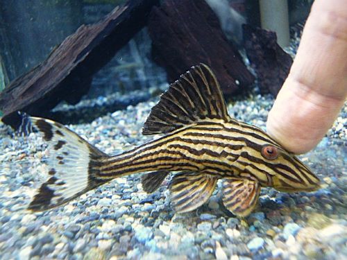 プラチナロイヤルプレコ