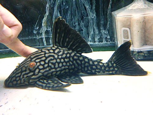 ハーフスポットロイヤルプレコ