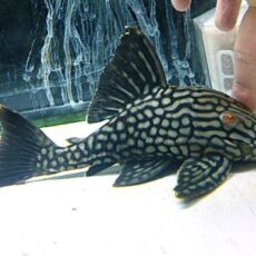 ハーフスポットロイヤルプレコ　２０２５年１０月１４日入荷