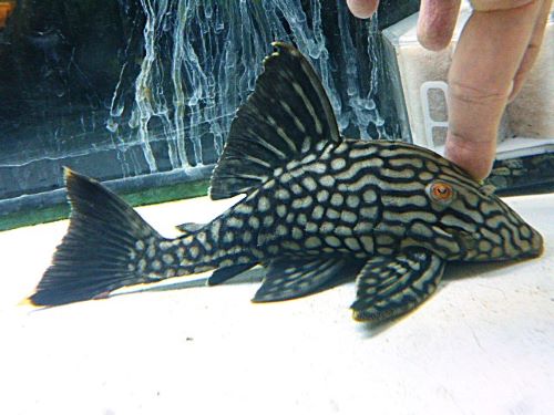 ハーフスポットロイヤルプレコ　２０２５年１０月１４日入荷