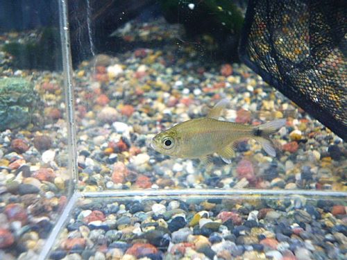 アラグアイア　ホワイトフィンテトラ