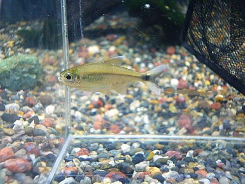 アラグアイア　ホワイトフィンテトラ