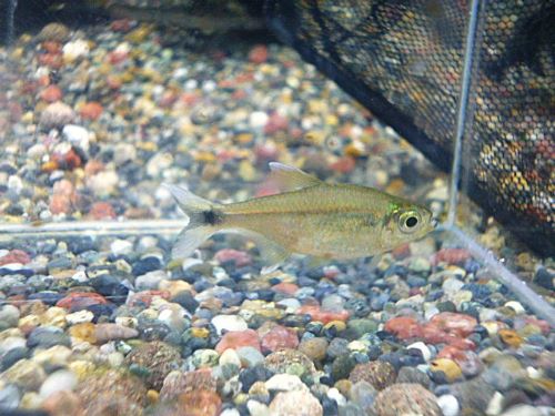 アラグアイア　ホワイトフィンテトラ