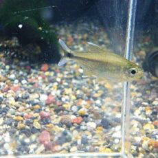 アラグアイア　ホワイトフィンテトラ　２０２５年１１月２日入荷