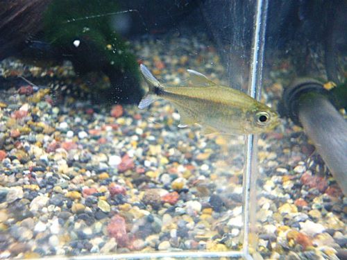 アラグアイア　ホワイトフィンテトラ　２０２５年１１月２日入荷