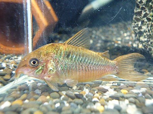 コリドラス　パンタナルエンシス