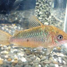 コリドラス　パンタナルエンシス　２０２５年１１月２日入荷