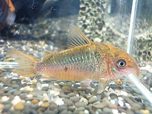 コリドラス　パンタナルエンシス　２０２５年１１月２日入荷