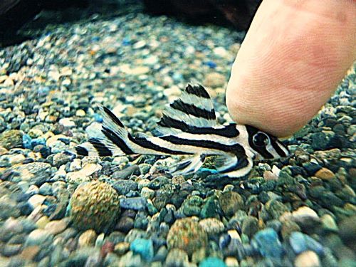 インペリアルゼブラプレコ