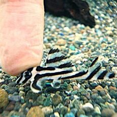 インペリアルゼブラプレコ②　２０２５年１０月１６日入荷