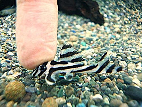 インペリアルゼブラプレコ②　２０２５年１０月１６日入荷