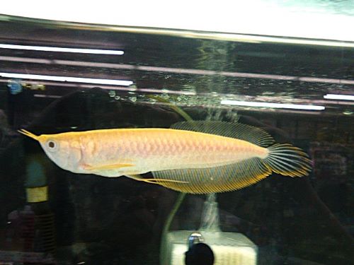 アルビノシルバーアロワナ③　２０２５年８月２８日入荷