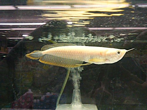 シルバーアロワナ