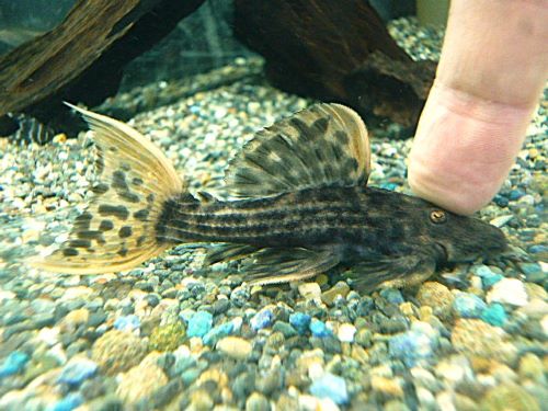 ウルトラスカーレットトリムプレコ