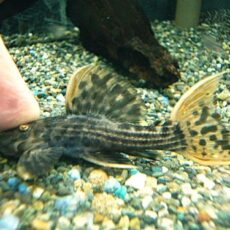 ウルトラスカーレットトリムプレコ①　２０２５年１０月３０日入荷