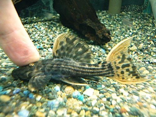 ウルトラスカーレットトリムプレコ①　２０２５年１０月３０日入荷