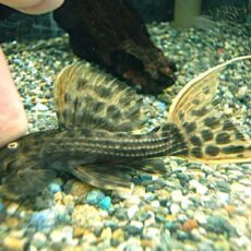 ウルトラスカーレットトリムプレコ②　２０２５年１０月３０日入荷