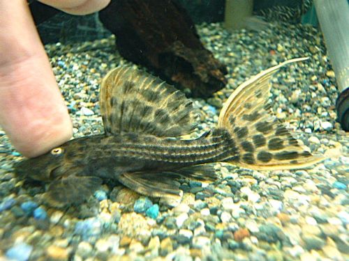 ウルトラスカーレットトリムプレコ②　２０２５年１０月３０日入荷