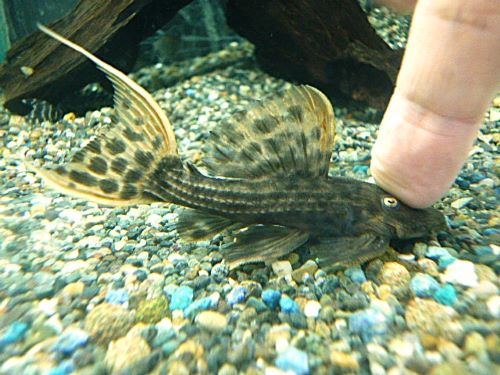 ウルトラスカーレットトリムプレコ