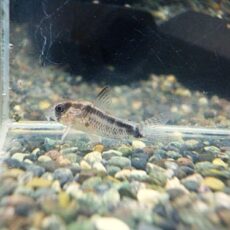 コリドラス　ニューエベリナエ　２０２５年１０月２５日入荷