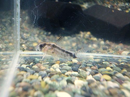 コリドラス　ニューエベリナエ　２０２５年１０月２５日入荷