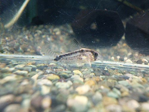 コリドラス ニューエベリナエ 2025年10月25日入荷 コリドラス ニューエベリナエ