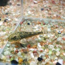 パラオトシン　セアレンシス　２０２５年１０月２５日入荷