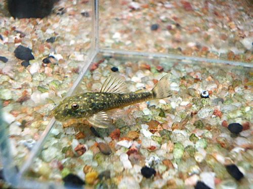 パラオトシン　セアレンシス　２０２５年１０月２５日入荷