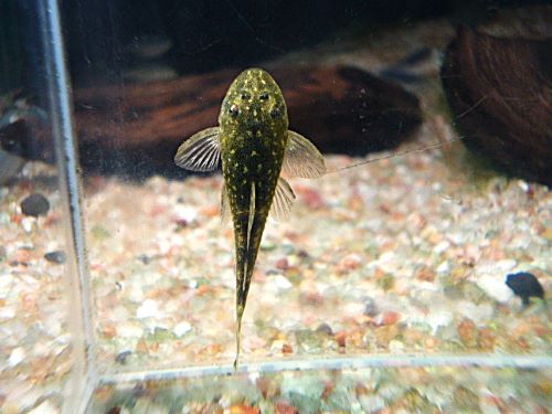 パラオトシン・セアレンシス