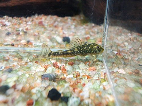 パラオトシン セアレンシス 2025年10月25日入荷 パラオトシン・セアレンシス