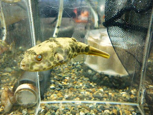 テトラオドン　ムブ