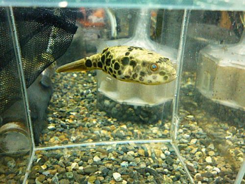 テトラオドン　ムブ