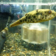 テトラオドン　ムブ　２０２５年１１月７日入荷