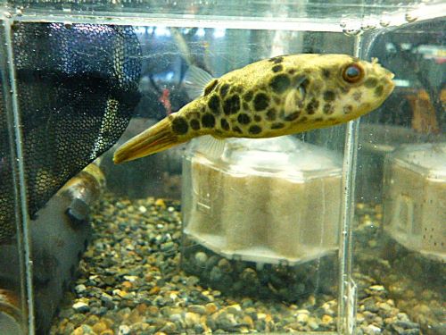 テトラオドン　ムブ　２０２５年１１月７日入荷