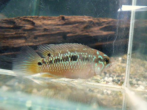 ナンナカラ　ビマキュラータ